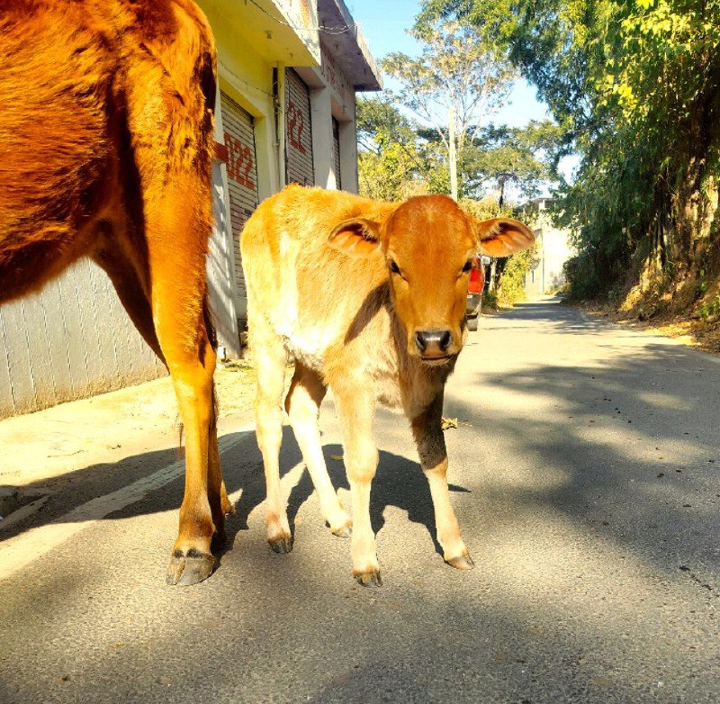 बछड़ा posting | Gau mata