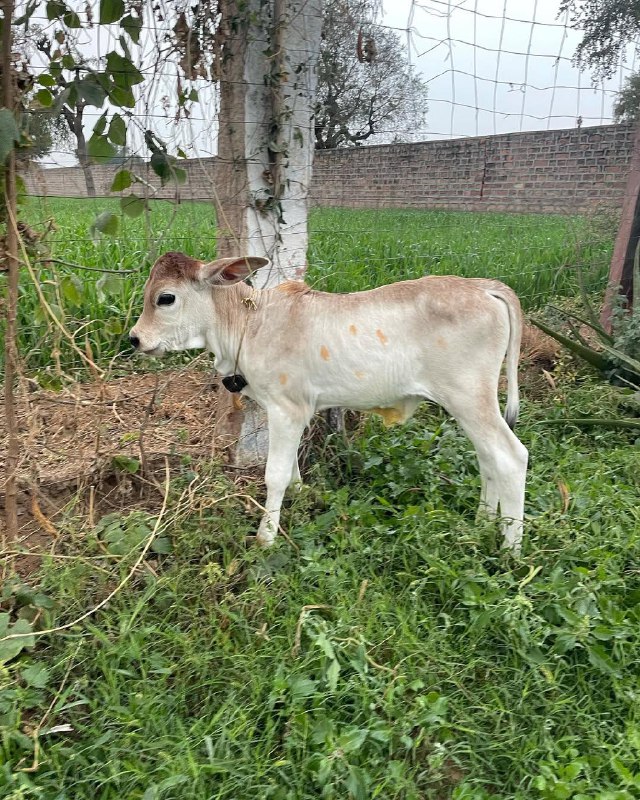 बछड़ा posting | Gau mata