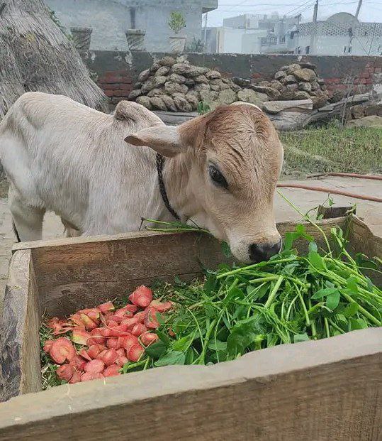 Mummy ne bola hai green vegetables …