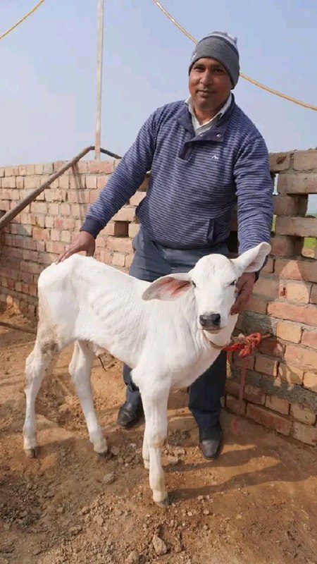 यमुनानगर की गाय तो यमुना जैसी …