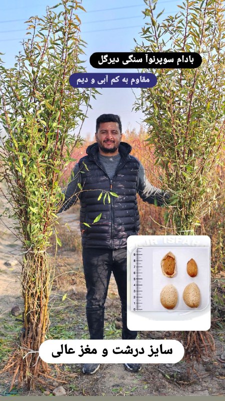 نهال لاکچری. کاتالوگ بادام