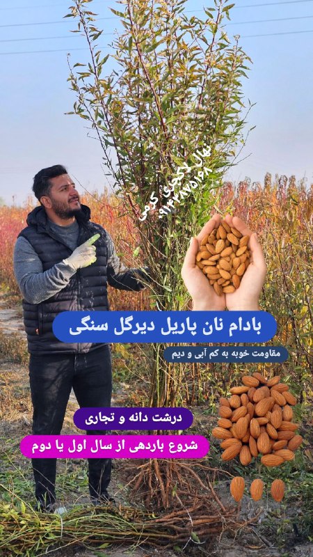 نهال بادام نان پاریل سنگی دیرگل …
