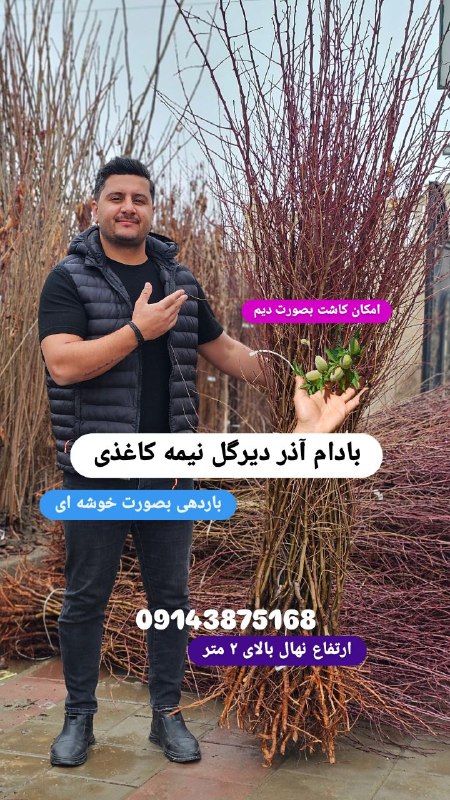 نهال بادام آذر نیمه کاغذی دیرگل...
