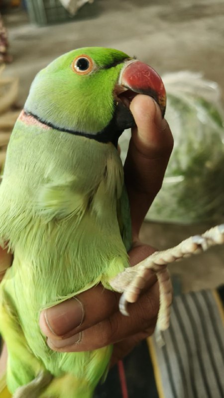 Bahadur Brijwal