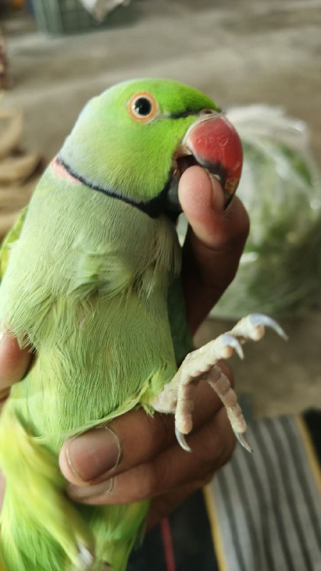 Bahadur Brijwal