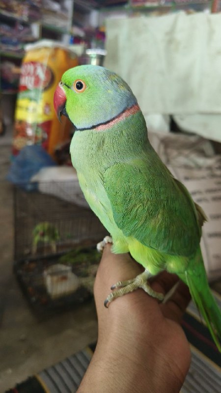 Bahadur Brijwal
