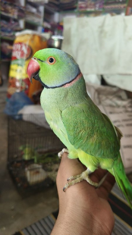Bahadur Brijwal