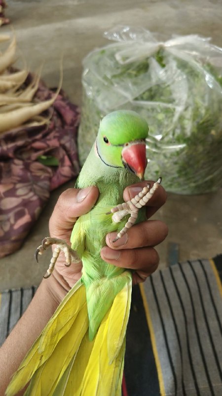 Bahadur Brijwal