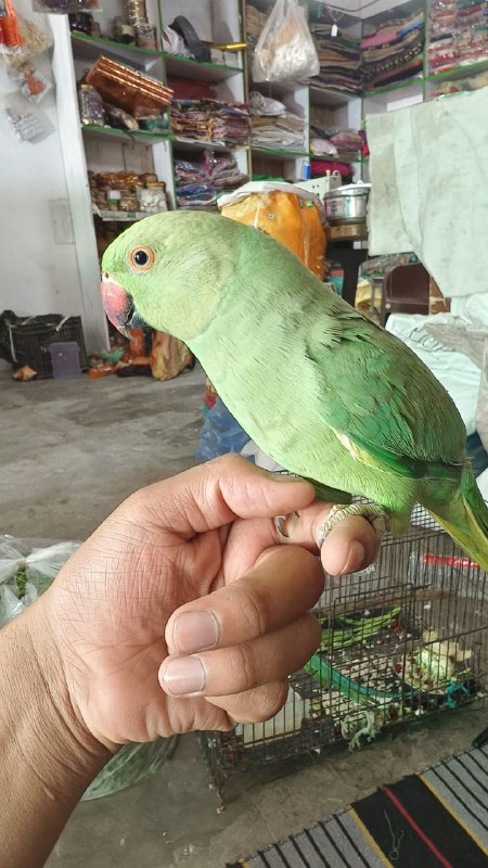 Bahadur Brijwal