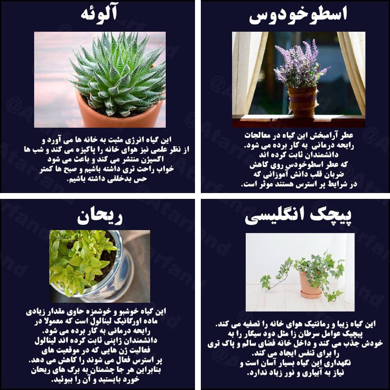 ***✔️*****چهار گیاه عالی برای آرامش بخش …