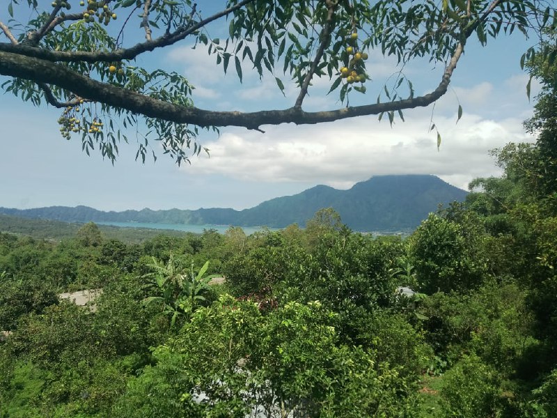 Kintamani Lake Montain View Land Sale …