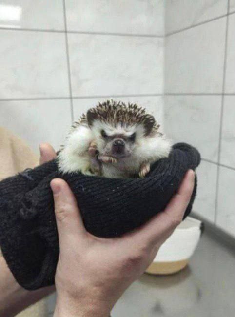 ***🦔*****Ну очень недовольного ежа привезли к …