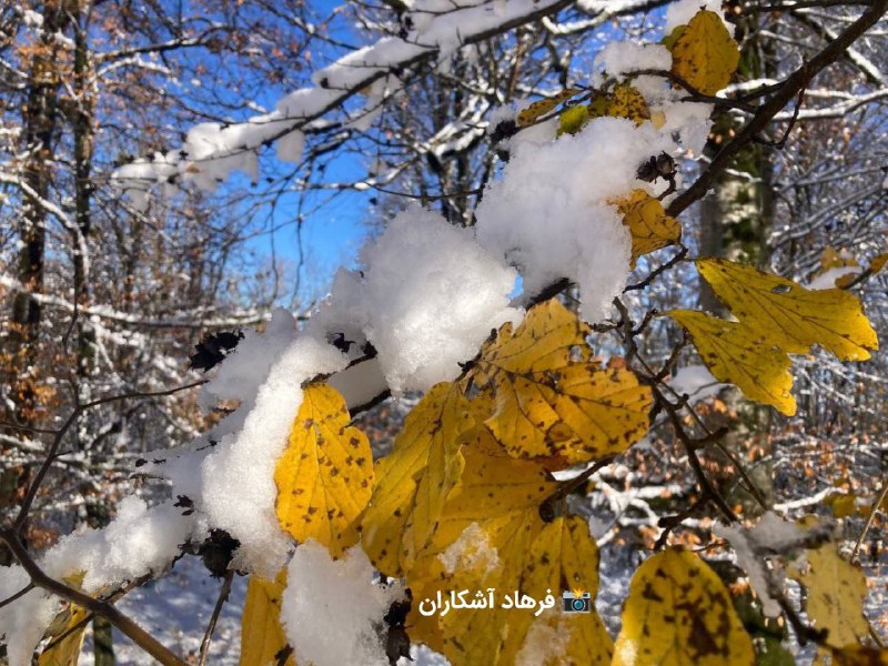 بسطامی - هواشناسی