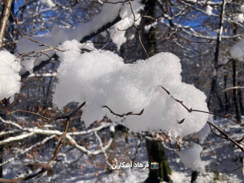 بسطامی - هواشناسی