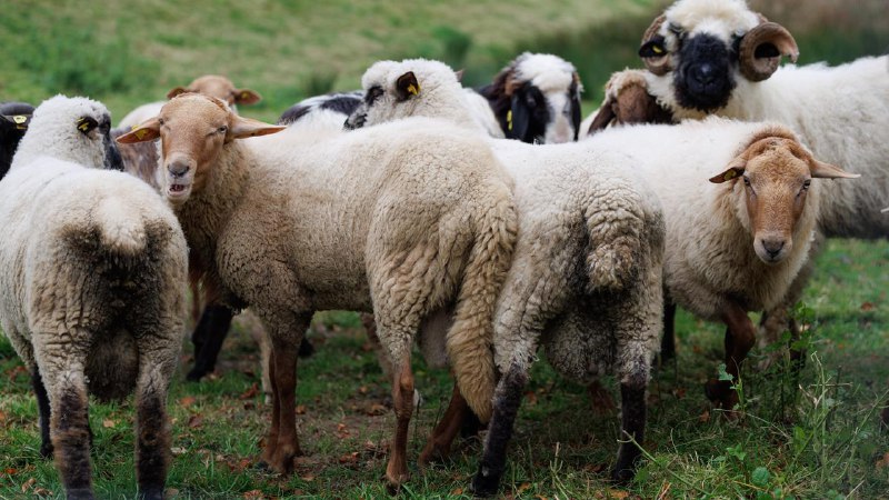 *****‼️***Versagen des Veterinäramtes** **und des Landes*****‼️***