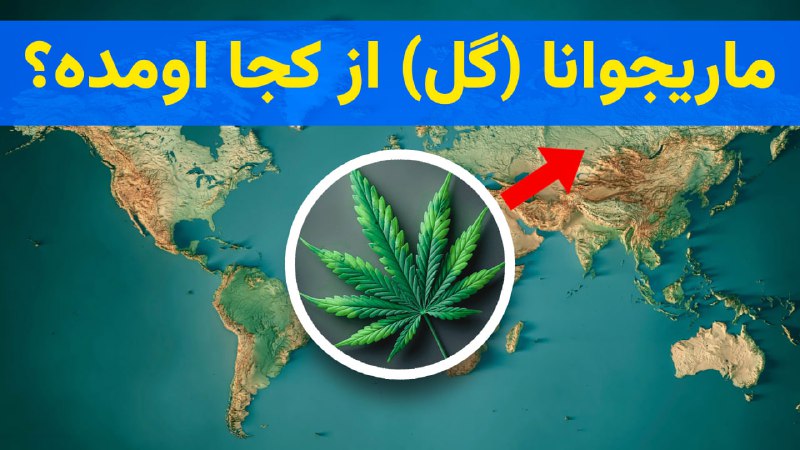 **وید یا ماریجوانا (گل) اولین‌بار از …