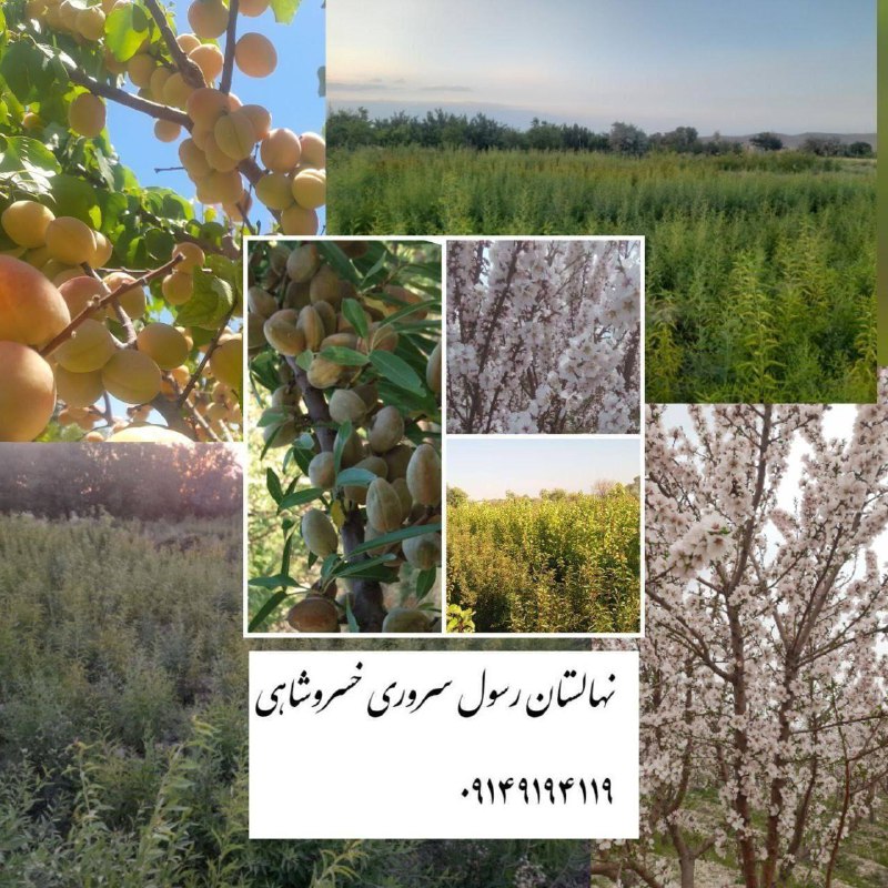 فروش انواع نهال