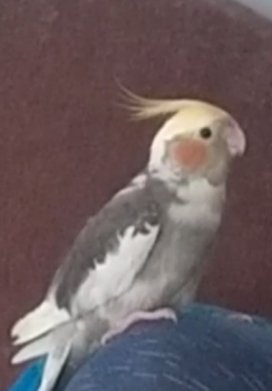 گمشده