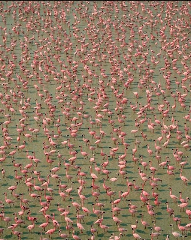 Fabulous Flocking Flamingos