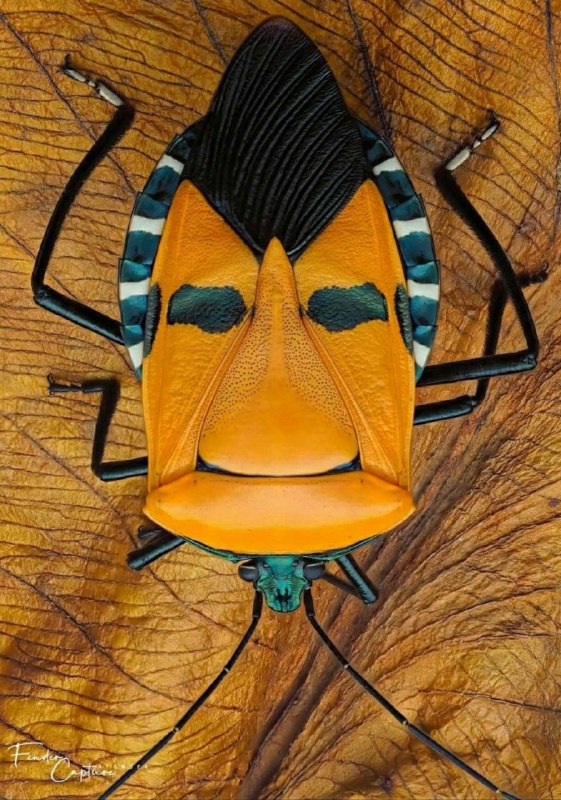 Man-faced Stink Bug (*Catacanthus Incarnatus*)
