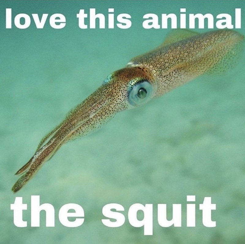 The squirt-