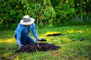 TIME TO PLANT FRUIT TREES