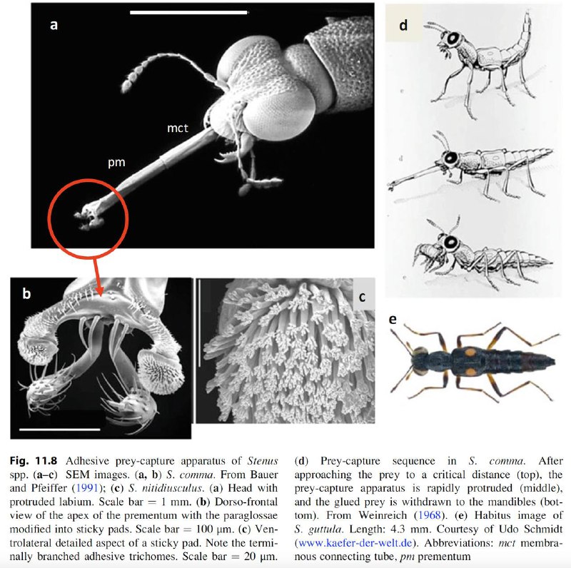 Beetles of the World