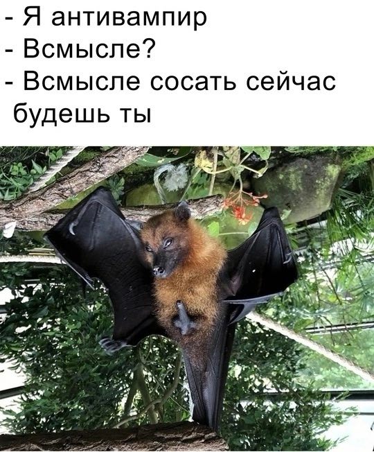 БЕГЕМОТ С АРБУЗАМИ
