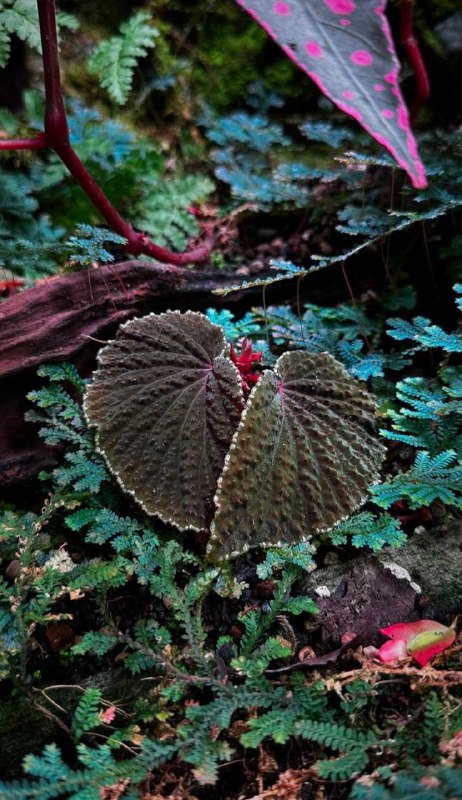 BEGONIA _PLANTS