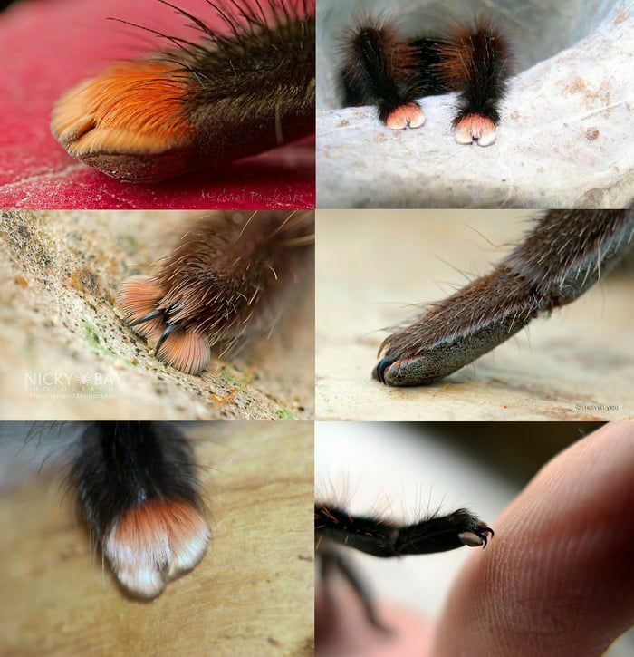 These cute fluffy things are spider …