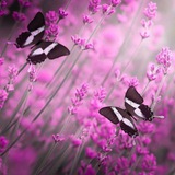به دیدار تو می آیم