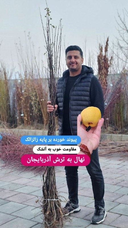 نهال به ترش آذربایجان در نهال …