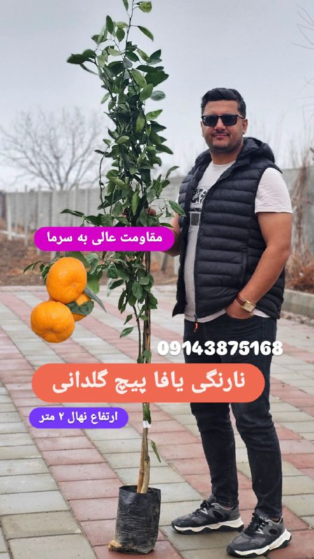 نهال گلدانی نارنگی یافا پیچ سردسیری …
