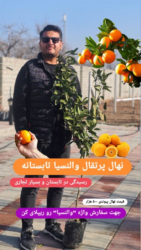 نهال گلدانی پرتقال والنسیا تابستانه پیوندی...