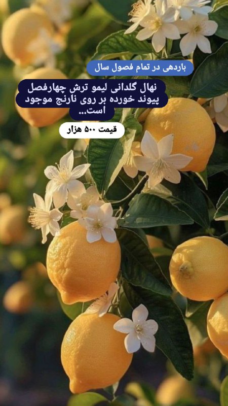 نهال گلدانی لیمو ترش چهارفصل همیشه …