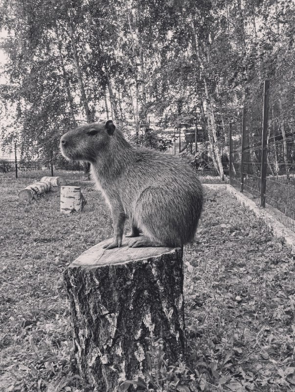 ***💔*** «К сожалению, Рудольф не выжил. …