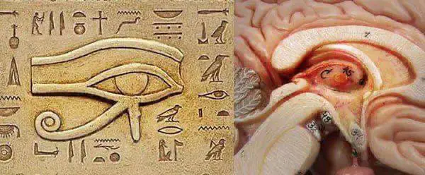 Discover the secret of the pineal …