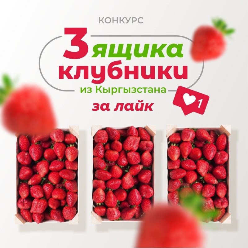 ***❗️***Разыгрываем целых 3 ящика той самой ***😋*** клубники из Кыргызстана ***🍓***