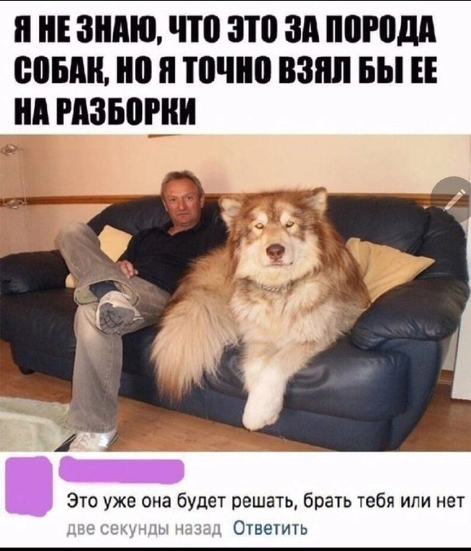 МЕМощно ***👍******👀******🐶***