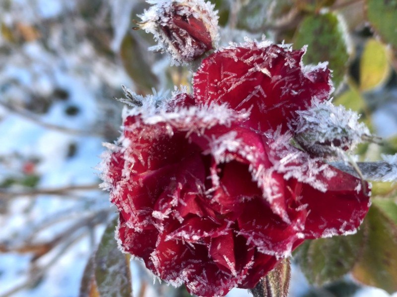 ***❄️***Мороз прикрасив квітки***🌺*** у ботсаду Гришка