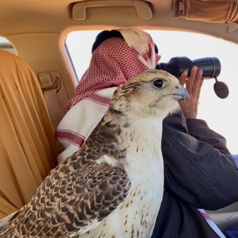 غہزال⁷⁹♪❥