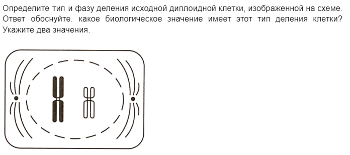 🌺 Настины цветочки 🌺 | Биология …