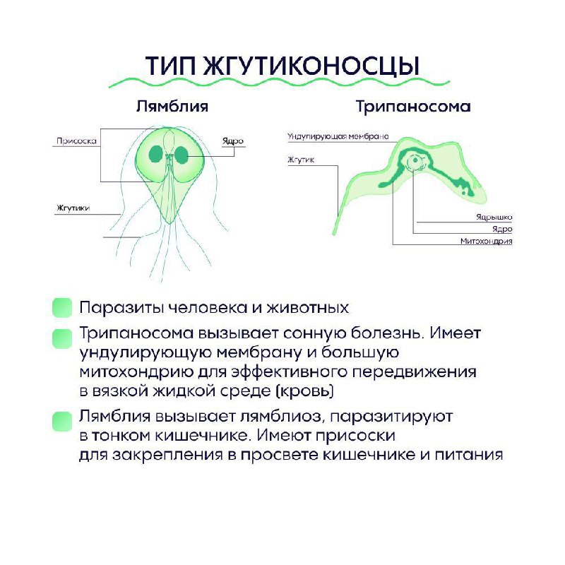 Биология ЕГЭ | Alles