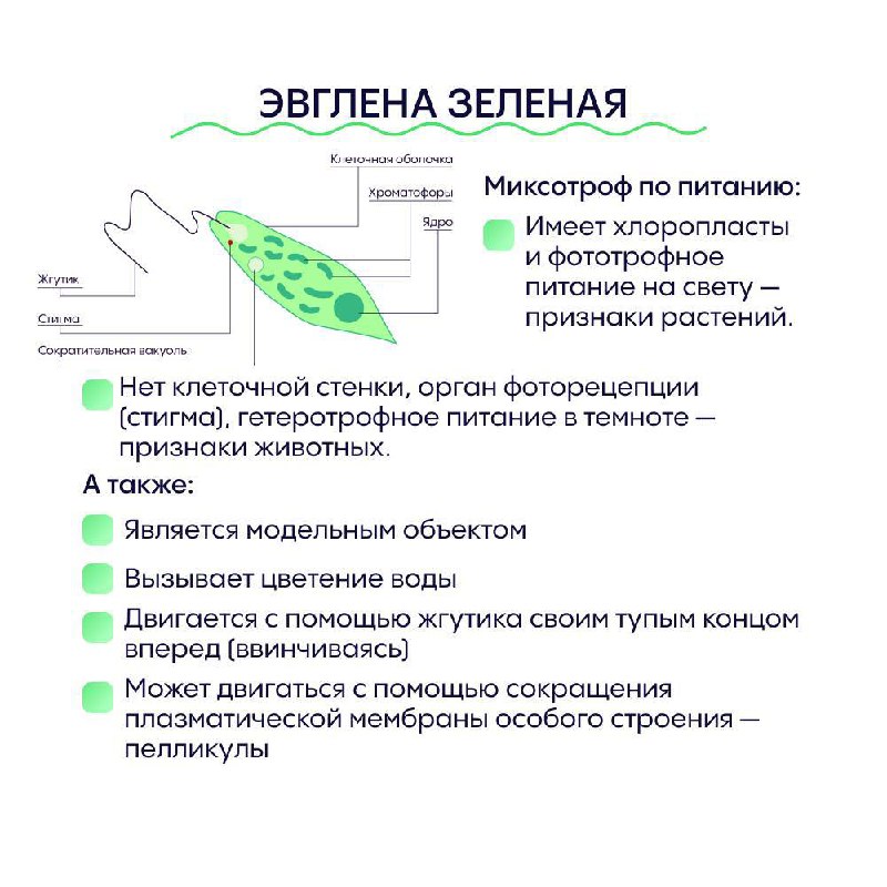 Биология ЕГЭ | Alles