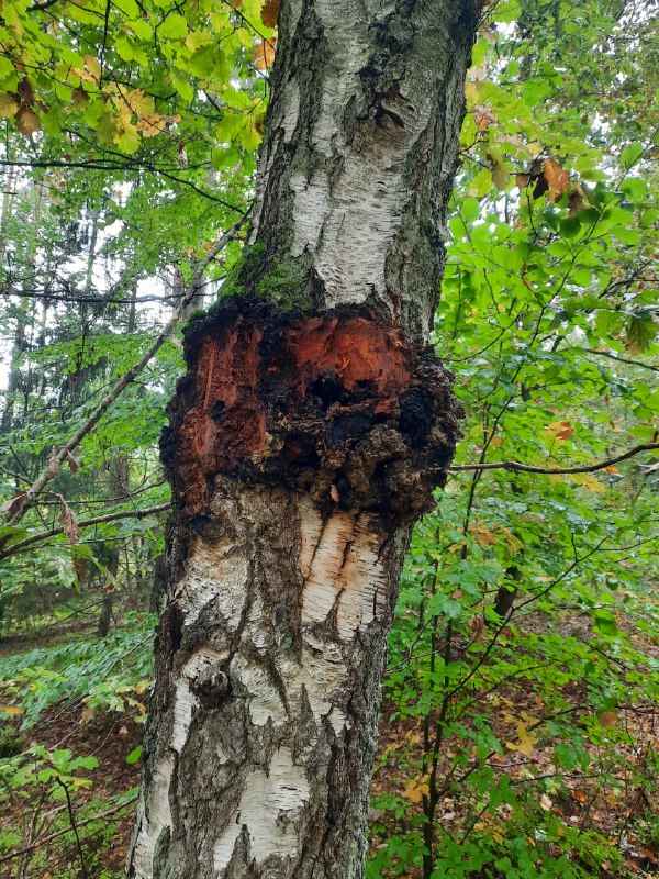 **Chaga: Der heilende Pilz aus dem …