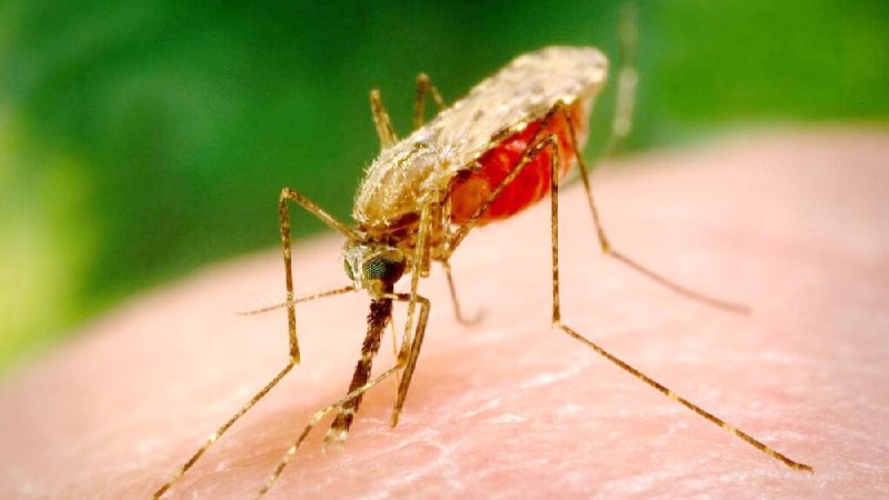 ***🇱🇻***|***🦟*** **Эксперт прокомментировала возможность распространения малярии в Латвии**