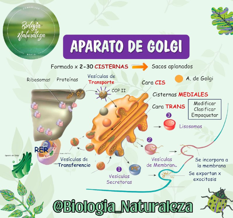 **APARATO DE GOLGI**