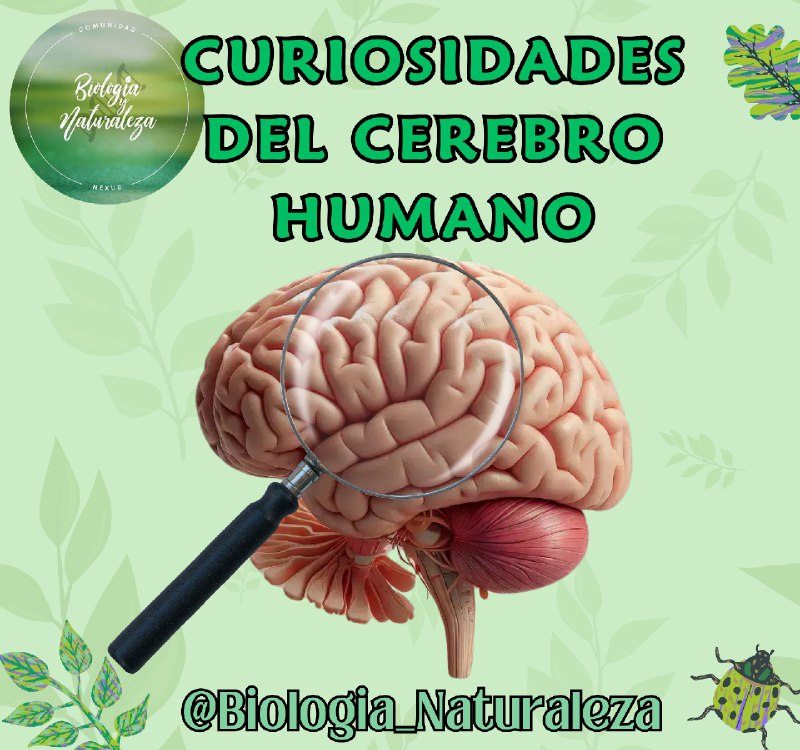 **CURIOSIDADES ACERCA DEL CEREBRO HUMANO**