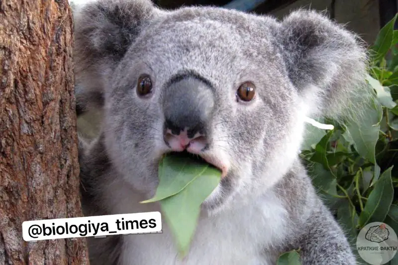 Bilasizmi! Koalalar vaqtining 98 foizini ovqatlanish …