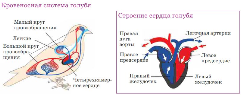 Кровеносная система птиц!